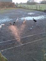 Te koop Indische loopeenden, Meerdere dieren, Eend