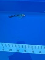 Koi butterfly 15 cm., Dieren en Toebehoren, Karper of Koi