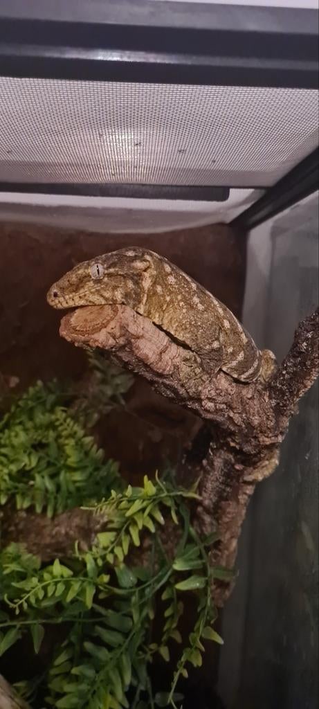 Leachianus gekko vrouw nuu ami, Dieren en Toebehoren, Hagedis, 0 tot 2 jaar