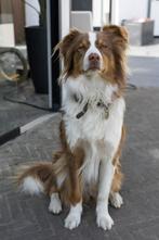 Prachtige, lieve Australian Shepherd met blauwe ogen, Dieren en Toebehoren, Reu, Parvo, Eén hond, 3 tot 5 jaar