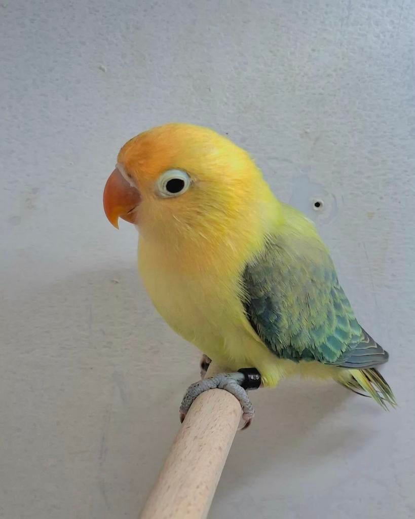 Jonge agapornis fischeri dwergpapegaai, Dieren en Toebehoren, Vogels | Parkieten en Papegaaien, Geslacht onbekend, Dwergpapegaai of Agapornis