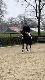 Mooie tuiger merrie, Dieren en Toebehoren, Merrie, Niet van toepassing, Met stamboom, 11 jaar of ouder