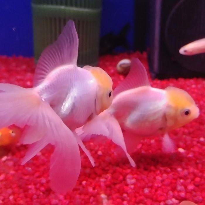 Carrasius auratus, Dieren en Toebehoren, Vis