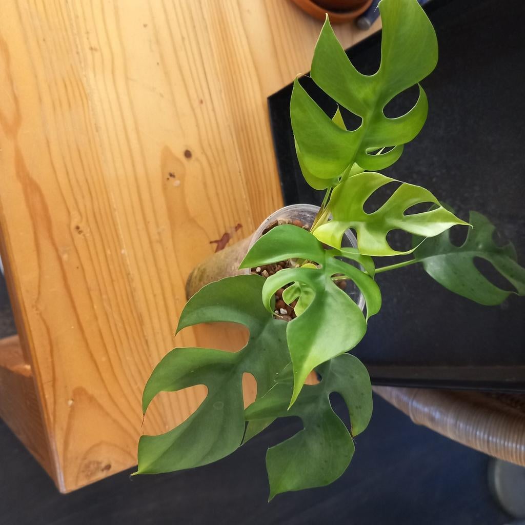 Monstera minima stek nr 74, Huis en Inrichting, Ophalen of Verzenden, Halfschaduw, Minder dan 100 cm