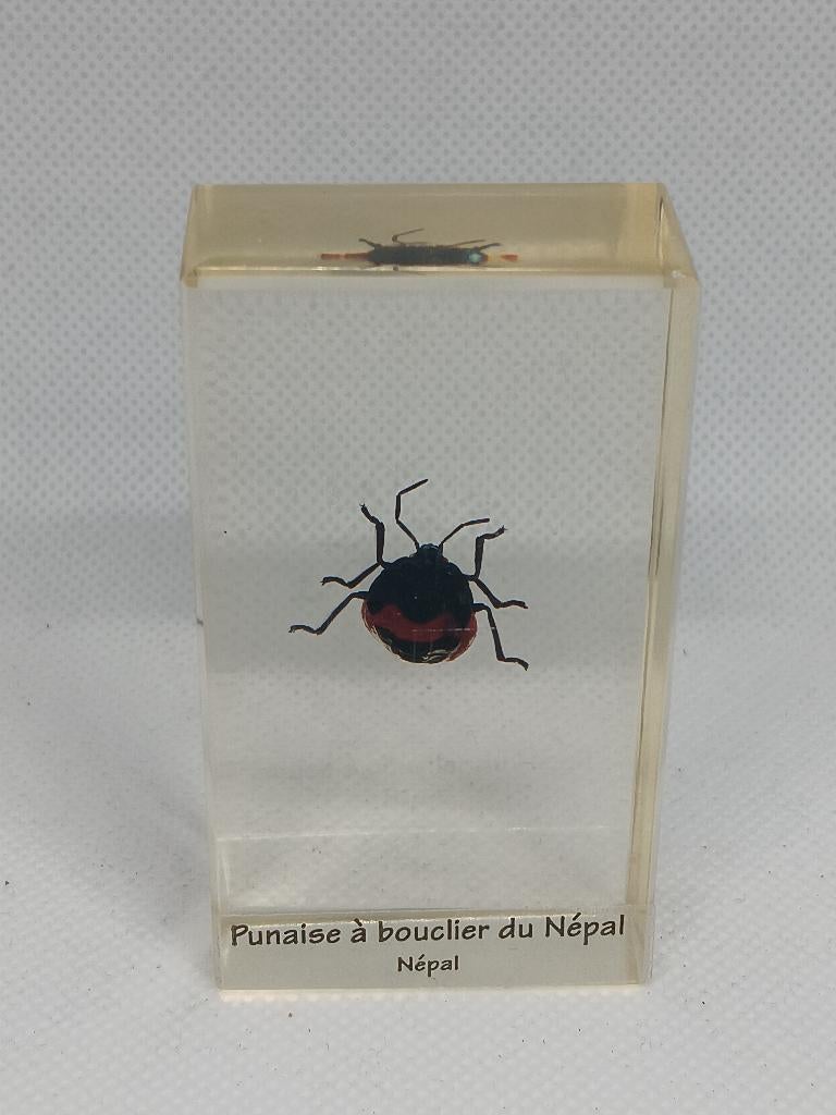 Insect / Schildwants in de Hars, Verzamelen, Dierenverzamelingen, Ophalen of Verzenden, Insect, Overige typen