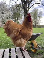Aangeboden Orpington HAAN, Dieren en Toebehoren, Mei, Mannelijk