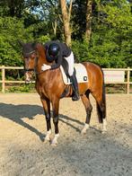 Ervaren bijrijder aangeboden! M niveau., Dieren en Toebehoren, Ophalen, Nieuw, Rijden