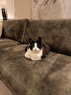 Lieve, rustige dame!, Dieren en Toebehoren, Katten en Kittens | Overige Katten, Poes