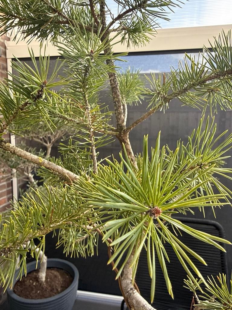 Pre bonsai Pinus banksiana, Overige soorten, Volle zon, Vaste plant, Ophalen of Verzenden