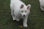 Witte Herder Pups, Parvo, 8 tot 15 weken, Meerdere, Meerdere dieren