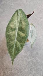 Alocasia Pink Dragon Stardust Variegata, Ophalen of Verzenden, Halfschaduw, Minder dan 100 cm