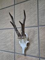 Mooi ree gewei jacht verzamelen taxidermie, Ophalen of Verzenden, Gebruikt, Hert, Gewei of Kop