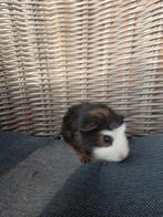 Jonge cava's te koop, Meerdere dieren, Dwerg