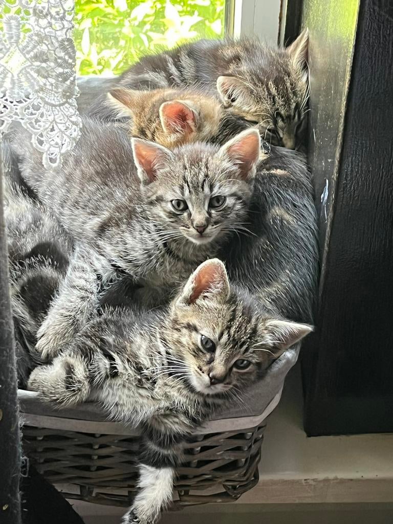 Schattige kittens ‍ 5 katters, Meerdere dieren