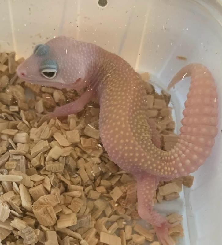 Luipaard Gekko Blizzard male Leopard Gecko - unknown for sale from Eindhoven noord