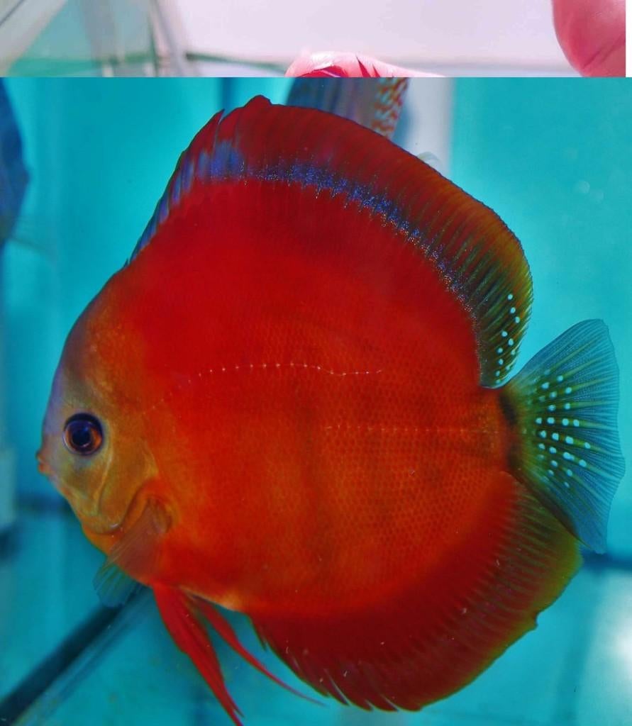 Discus Red Cover 8 cm - Siner - Koidreams