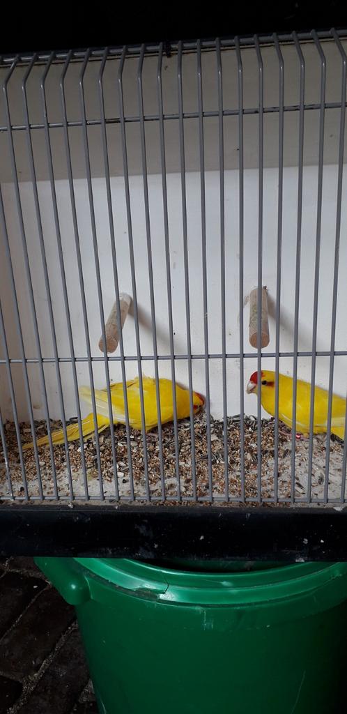 Kakerike, Dieren en Toebehoren, Meerdere dieren, Parkiet