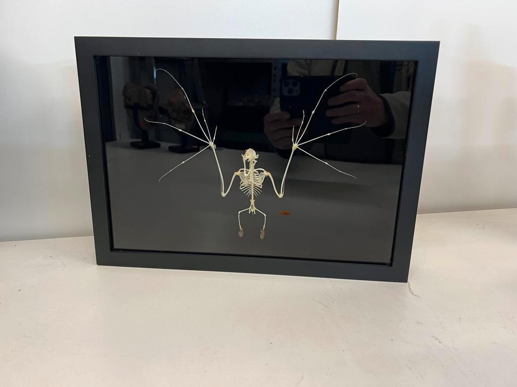 VLEERMUIS SKELET XL, Verzamelen, Dierenverzamelingen, Ophalen of Verzenden, Nieuw, Overige typen