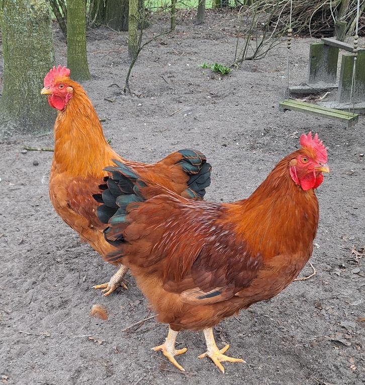 3 jonge HANEN Isa Brown, Dieren en Toebehoren, Pluimvee, Kip, Mannelijk