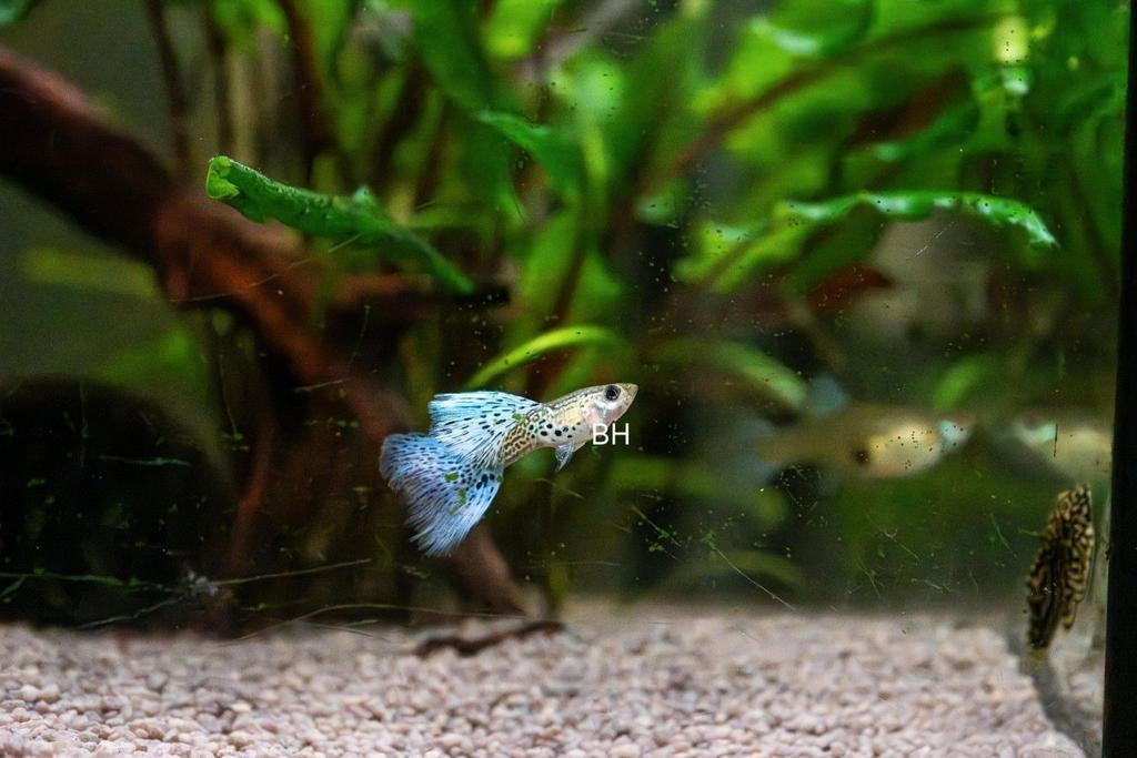Blue Lace guppy man, Vis
