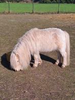 Shetlander dekhengst, Dieren en Toebehoren, Pony's, Hengst