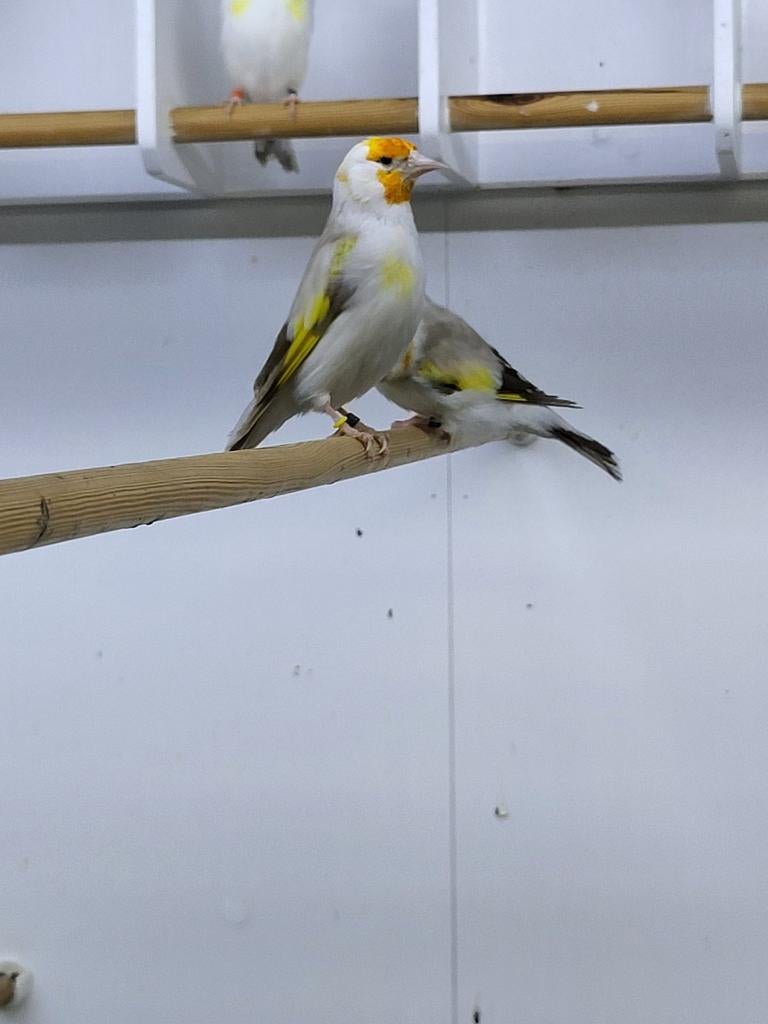 Majoor putter pop witkop, Dieren en Toebehoren, Vogels | Overige Vogels, Vrouwelijk, Wildzangvogel