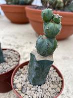 Cactus Myrtillocactus geometrizans CV Stacker potmaat 8,5cm, Ophalen of Verzenden, Minder dan 100 cm, Bloeiende kamerplant, Volle zon