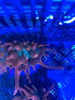 Anemoon (bubble tip quadricolor), Dieren en Toebehoren, Vis