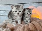 🤎🤎 2 x brits korthaar chocolade silver shaded katers 🤎🤎, Dieren en Toebehoren, Katten en Kittens | Raskatten | Korthaar, Meerdere dieren