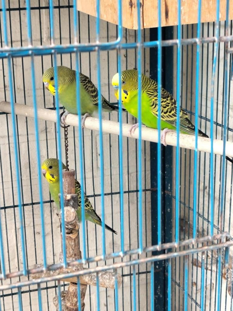 Te koop jonge parkieten uit A'dam Oud-West, Meerdere dieren, Parkiet