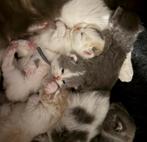 Britse korthaar kittens met stamboom, Meerdere dieren, Met stamboom, 0 tot 2 jaar