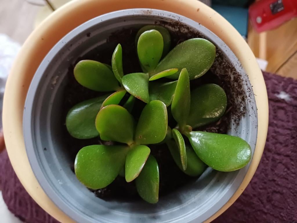 Crassula ovatie vetplant  met pot, Ophalen, Halfschaduw, Minder dan 100 cm