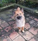 Leuke Tessa zoekt nog steeds haar match!, Dieren en Toebehoren, Particulier, Rabiës (hondsdolheid), 1 tot 2 jaar, Buitenland