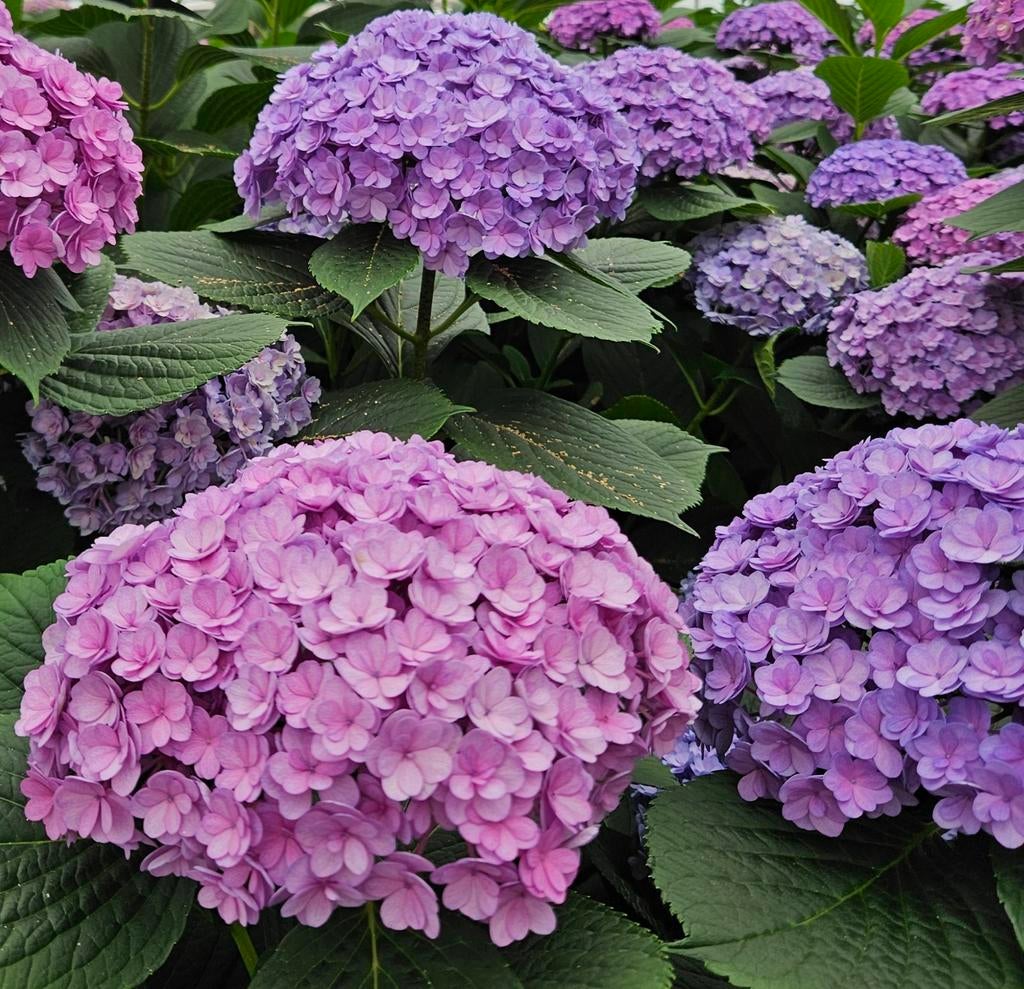 Hortensia, BIJZONDER, dubbelbloemig ,10 ltr pot, Tuin en Terras, Vaste plant, Halfschaduw, Zomer, Ophalen