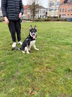 Husky reutje 5 maandjes oud zoekt dringend een gouden thuis, Dieren en Toebehoren, België, Particulier, 15 weken tot 1 jaar, Reu