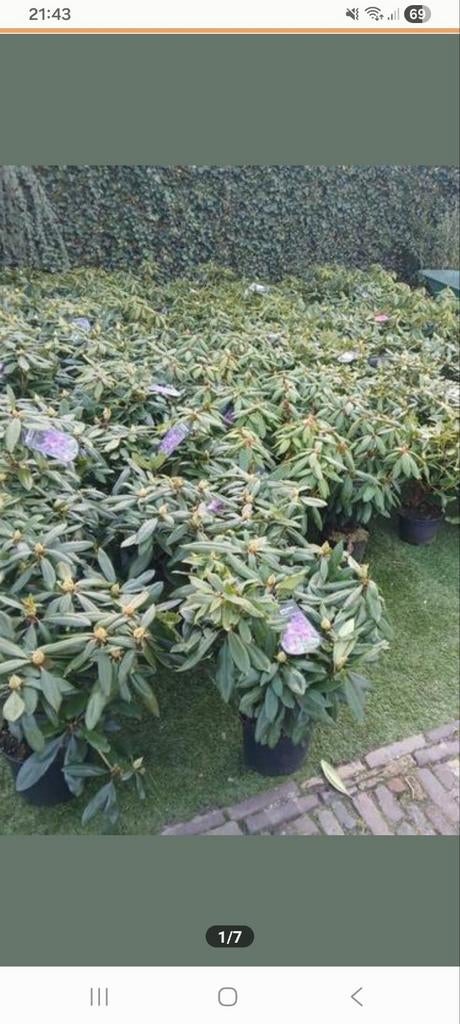 Rhododendron rhodo, Ophalen, Overige soorten, Halfschaduw