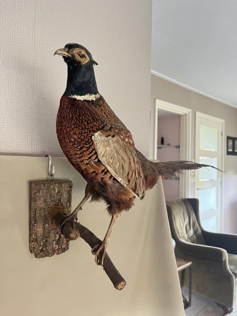 fazant opgezet   in mooie staat, Ophalen of Verzenden, Gebruikt, Vogel, Opgezet dier