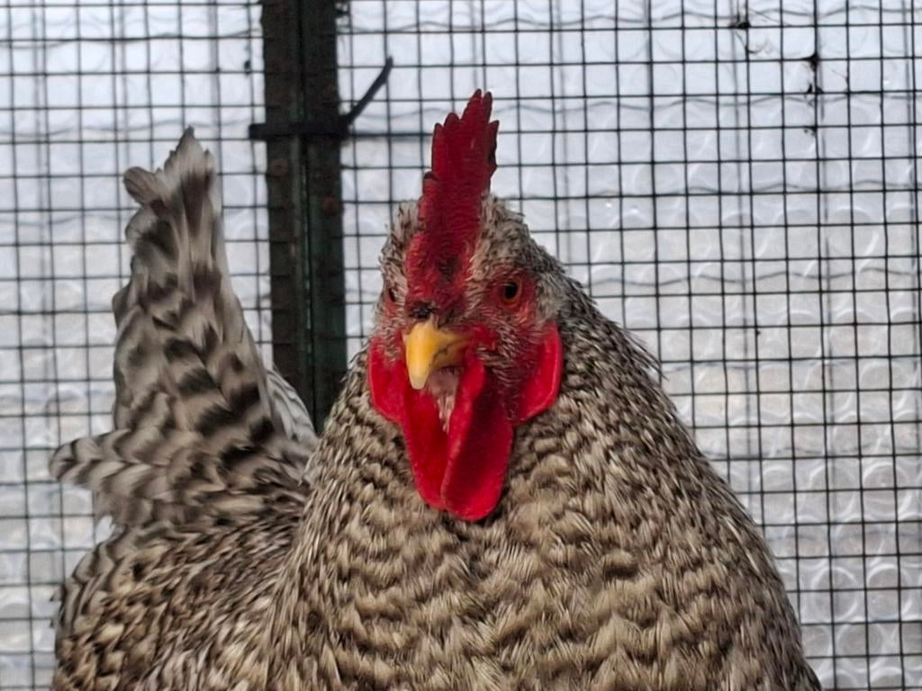 Kippenopvang zoekt goede plek voor deze grote, leuke haan!, Dieren en Toebehoren, Pluimvee, Mannelijk, Kip