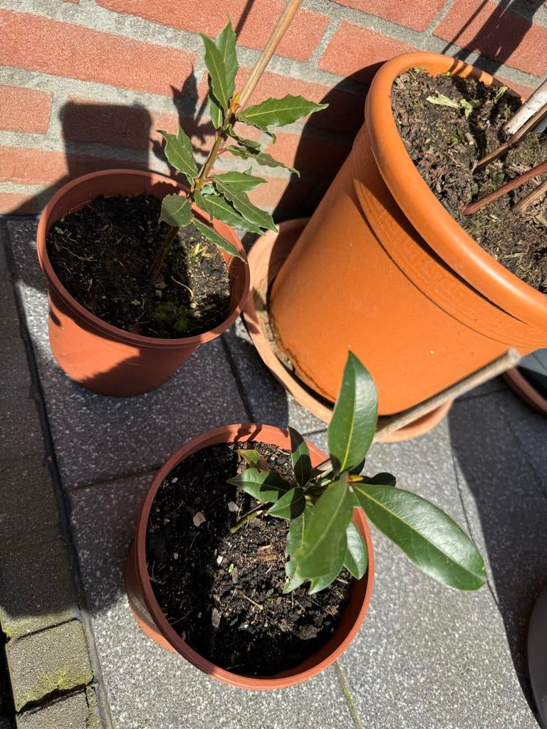 Originele Turkse Keukenlaurier (Laurus nobilis) - Eetbaar, Ophalen, Volle zon, Vaste plant, Bloeit niet