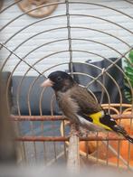 bastaard majorputter x zwartesijs man, Mannelijk, Wildzangvogel, Geringd