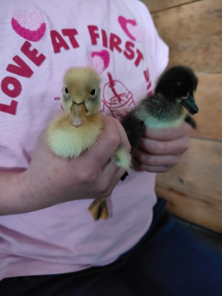 Indische loopeenden kuikens, Dieren en Toebehoren, Meerdere dieren, Eend