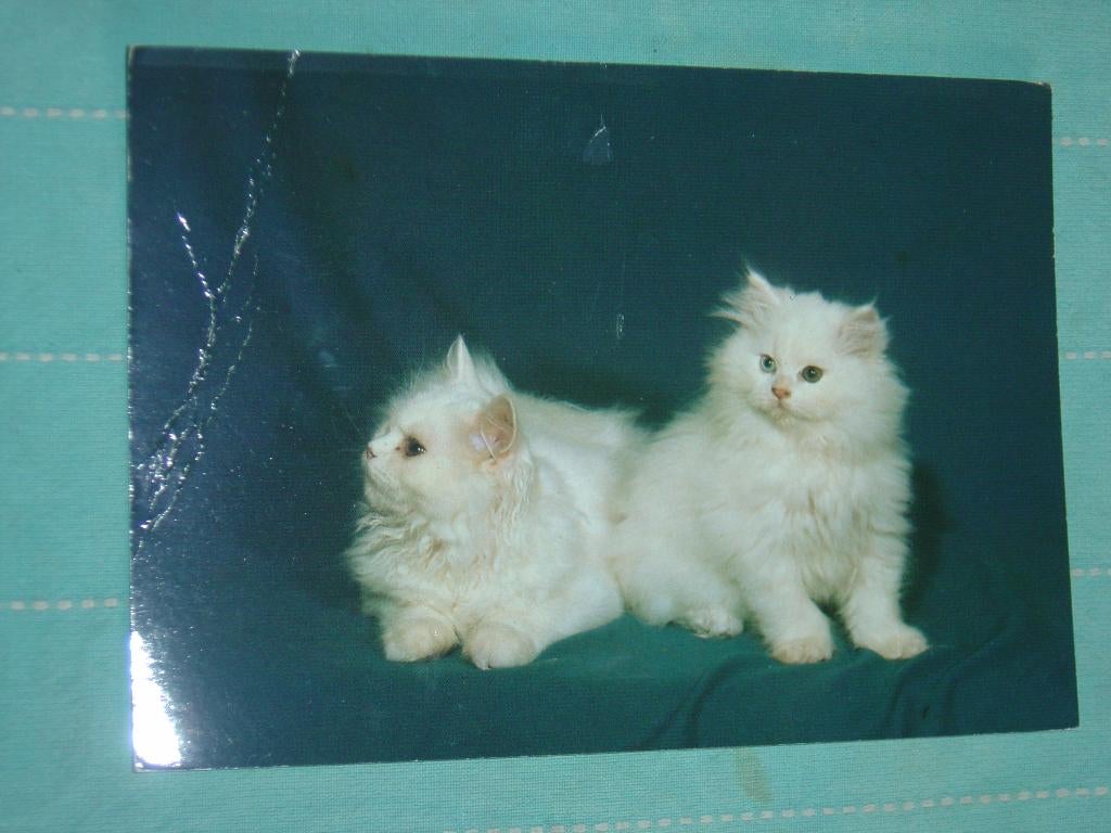 20) Kleuren ansichtkaart 2 jonge Poesjes, Ophalen of Verzenden, 1980 tot heden, Gelopen, Hond of Kat