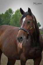 GEZOCHT: weiland/stallen te huur, Dieren en Toebehoren, 2 of 3 paarden of pony's