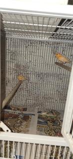 Exotische vogels, Meerdere dieren, Tropenvogel, Geringd