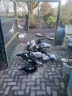 Muskus eenden, Meerdere dieren, Overige soorten