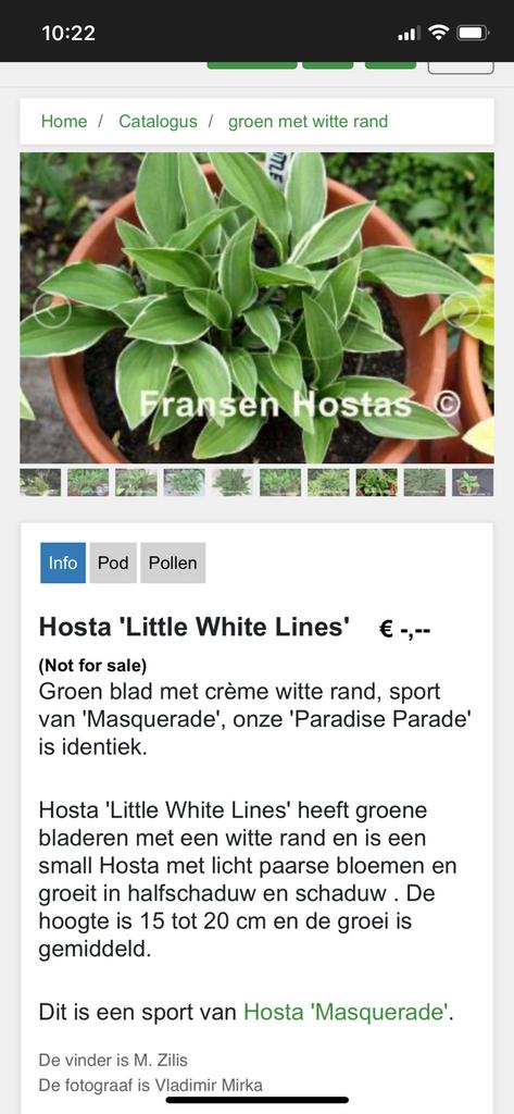 Hosta Little White limes ( 3 stuks), Tuin en Terras, Planten | Tuinplanten, Ophalen of Verzenden
