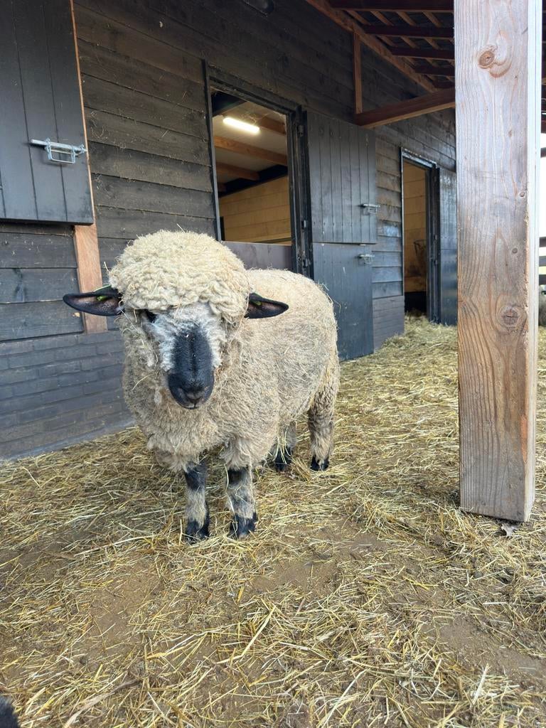 Hampshire Down Ram 2025, Dieren en Toebehoren, Mannelijk, Schaap