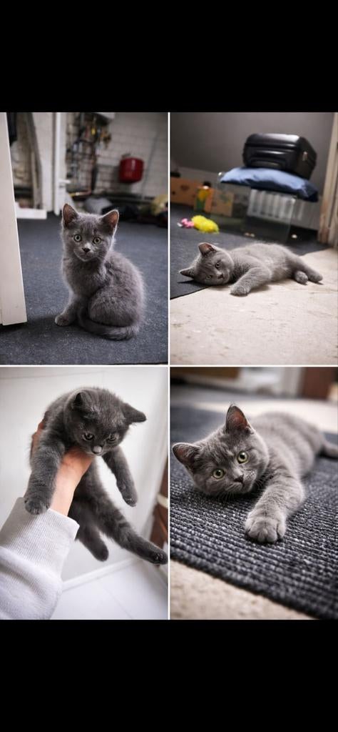 Britse korthaar, Dieren en Toebehoren, Katten en Kittens | Raskatten | Korthaar, Poes