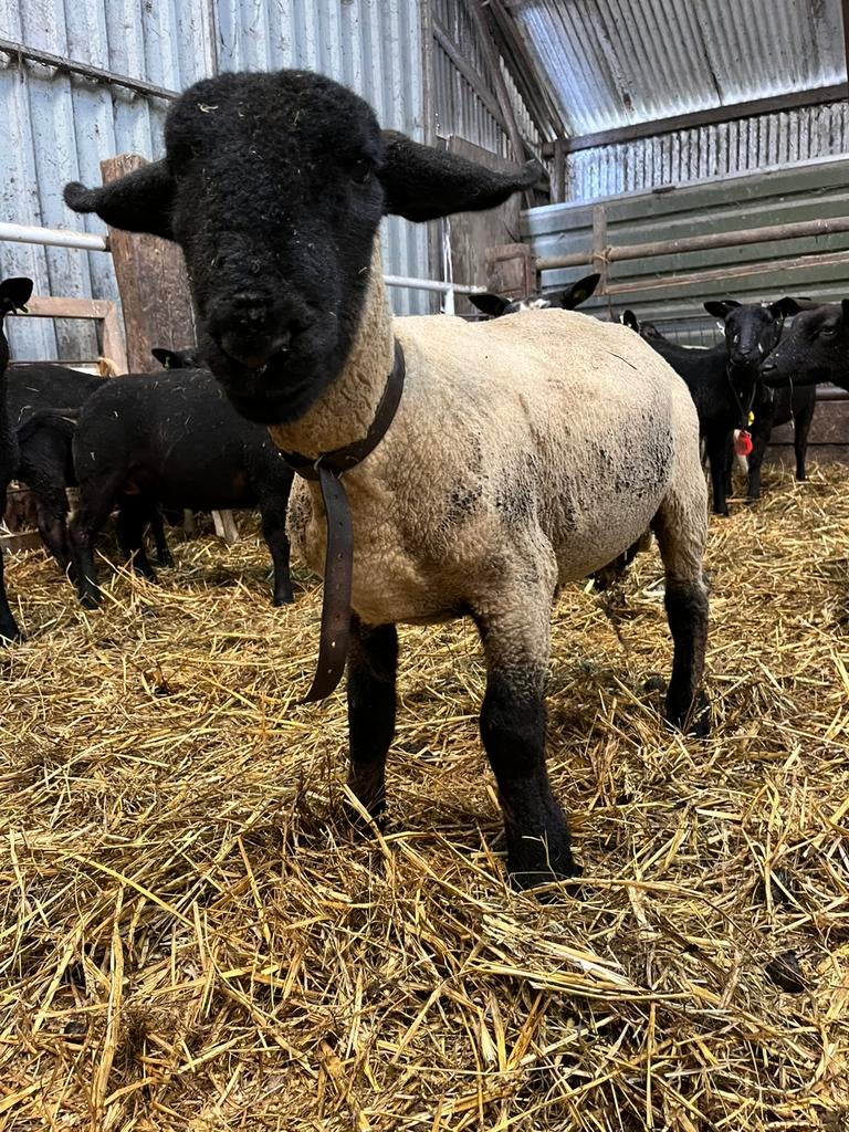 Suffolk ram, Mannelijk, Schaap, 0 tot 2 jaar
