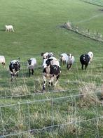 14 schapen te koop, Vrouwelijk, Schaap